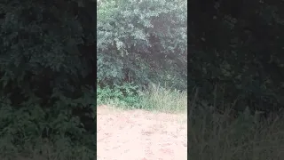 Mana Pools leopard sighting