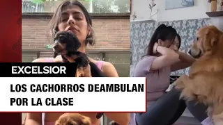 ¿Qué es el yoga con perritos y por qué Italia lo acaba de prohibir?