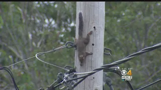 Squirrels Causing Power Outages On North Shore