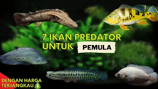 7 IKAN PREDATOR UNTUK PEMULA, PERAWATAN MUDAH DAN TIDAK REWEL...