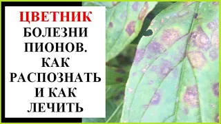 Болезни пионов. Как распознать и как лечить.