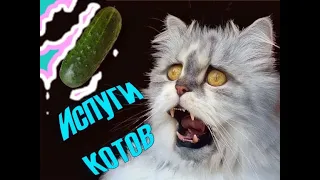 Испуги котов 🙀 Смешные коты Приколы с котами Ржака