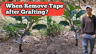 When Remove Tape after Grafting?