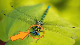 If You're Someone Who Often Spots Dragonflies, the Universe May Be Sending You an Important Message