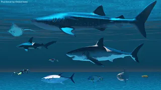 Fish size comparison | 3d Animation Size comparison