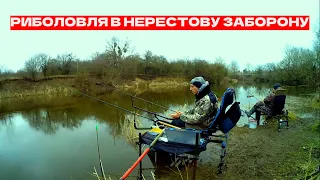 Фідерна риболовля у квітні на р. Горинь. Рибалка в НЕРЕСТОВУ ЗАБОРОНУ!!!  Дуже ВИСОКА вода!!!