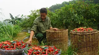 Taking care of mother pigs,poultry giving birth to healthy babies,harvesting chili to sell at market