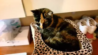 Cute cat Fits herself in tight space