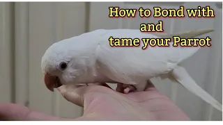 How to tame your  Quaker Parrot |Monkparakeet |Gaining the Trust of your bird🦜