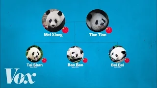 China's panda diplomacy, explained