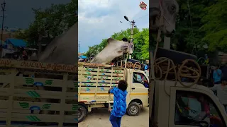 🎊Jump on Vehicle🚜 மிரட்டிய வீரப்பன் காளை #jallikattu #salem #trending