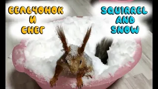 Как бельчонок радуется снегу!!! 🐿❄ How a squirrel rejoices in the snow