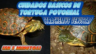 Cuidados basicos de la *tortuga pavorreal* 🐢🐢(Trachemys venusta) (en 5 minutos)