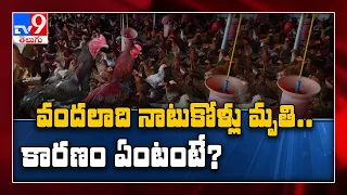 Telugu రాష్ట్రాల్లో మృత్యువాత పడుతున్న నాటుకోళ్లు - TV9