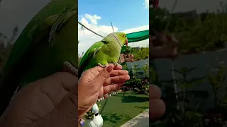 Me, my parrot and my beautiful garden 😍