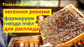 Первая работа с пчёлами. Что нужно сделать, чтобы семья весной начала быстро развиваться. Ревизия.
