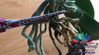 How to propagate orchid from roots separate