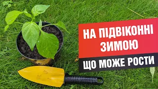 Що можна вирощувати зимою на підвіконнях, балконах, квартирах