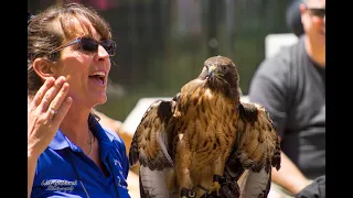 Raptor Education: Red Tailed Hawks! - With Peggy and Hank