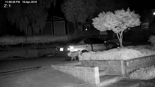 Another mountain lion caught on camera, this time in San Jose