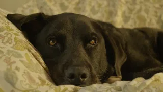 HELD BY RANSOM, a short film. A dog had 24 hours to live. He was saved by a woman 3000 miles away.