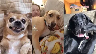 Dogs Videos But Try Not To Laugh🤣😂Part 24