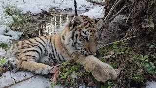 Как бедный хромой тигренок в лесу скитался.