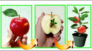 APPLE the trick to give birth to a plant in 10 days from fruit waste for FREE. Apple tree