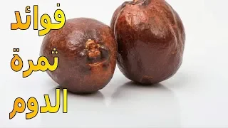 فوائد الدوم للجسم والصحة العامة | الموسوعة العلمية