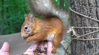 Про белку с глазиком / About a squirrel with an eye