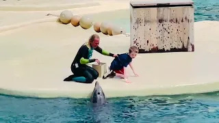 Dolphin show Seaworld must watch video #viral #video #youtube #viralvideo #seaworld