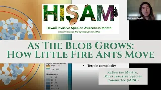 As The Blob Grows: How Little Fire Ants Move