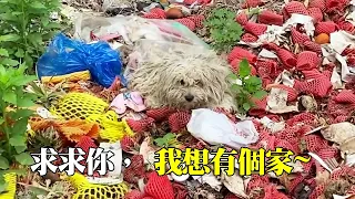 It's heartbreaking! The three-legged stray dog was lying in the garbage heap  living on rotten frui