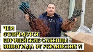 ЧЕМ ОТЛИЧАЮТСЯ ЕВРОПЕЙСКИЕ САЖЕНЦЫ ВИНОГРАДА ОТ УКРАИНСКИХ?! КОГДА ОБРЕЗАТЬ ВИНОГРАД.Розыгрыш Аватар