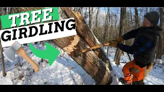 TREE GIRDLING | When & Why?