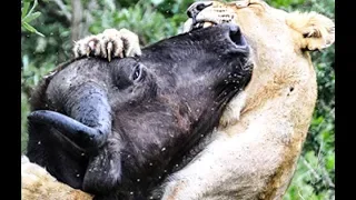 Nat Geo Wild: Смертоносная Африка  2019