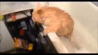 Смешные кошки/ Most Seen Funny Cat Videos Ever