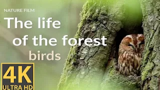 The Life of the forest.Birds @animalsworld-ji3ec