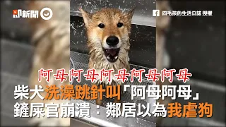 柴犬洗澡跳針叫「阿母阿母」 鏟屎官崩潰：鄰居以為我虐狗 | 寵物 | 柴柴