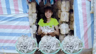 Big Mushrooms and Big Tapioca Roots Are Aged To Harvest And Sell In The Market - Farm Life