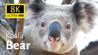 Impressive close-ups of Koala Baer 8K [Ultra HD]