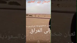 شاهد ثعبان ضخم  يأتي من صحراء السعودية متجه الى العراق