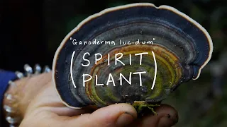 SPIRIT PLANT