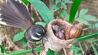 Mother bird tries to get a snail out of its nest | 6 days