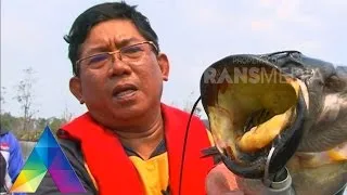 MANCING MANIA - Berburu Snakehead Ke Kalimantan Selatan 3-1