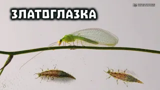 Златоглазка (флёрница) в саду, в огороде, в домах и квартирах // Clever Cricket