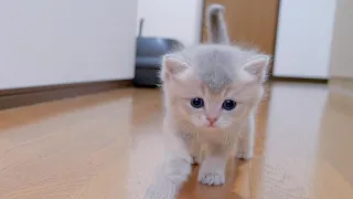 A cute kitten playing and chasing its owner while meowing...