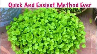 Magical Way To Grow Coriander In Just 10 Days/Quick And Easiest Method/Coriander Planting At Home