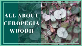 String Of Hearts Care Guide | Ceropegia Woodii Varieties and How To Care For Them