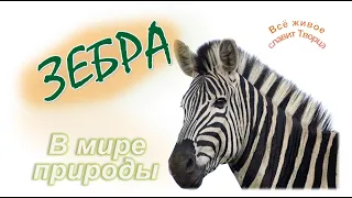 📗 "Зебра" ~ СЛАЙДЫ | РАССКАЗ Христианский 🌼🟢 В МИРЕ ПРИРОДЫ